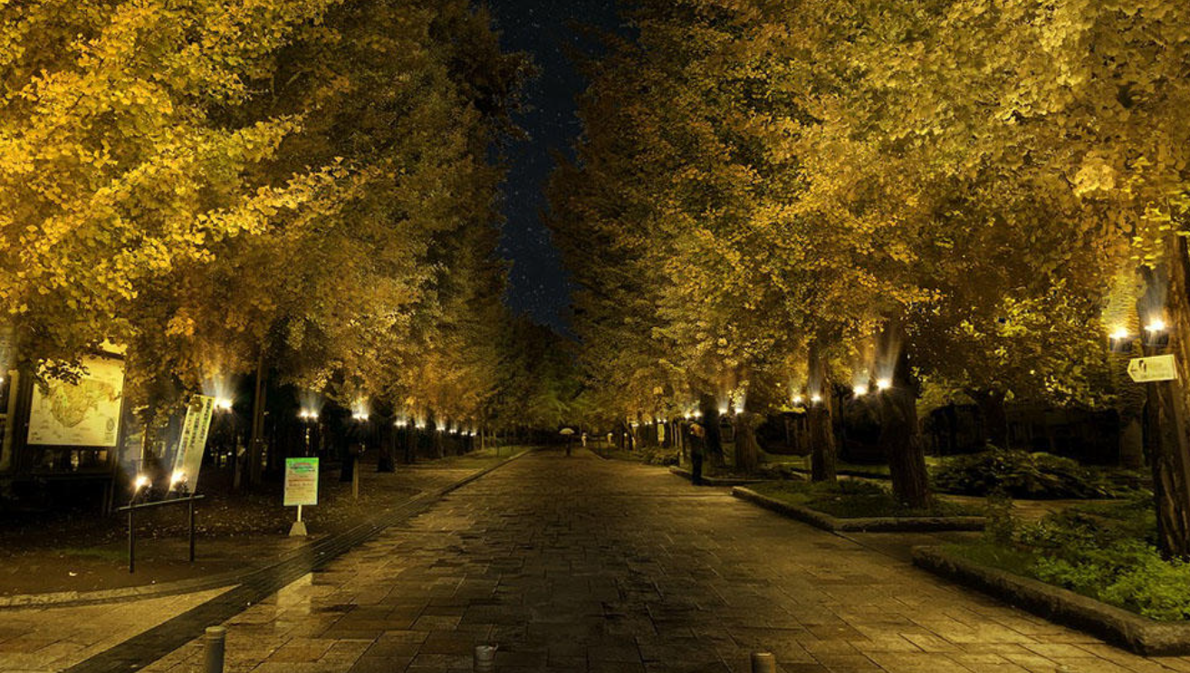 断酒1ヶ月の変化｜静かに整い始める夜の道の風景